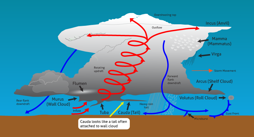 Schematics Diagram of Cauda