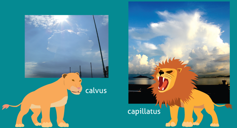 Schematics Diagram of Calvus