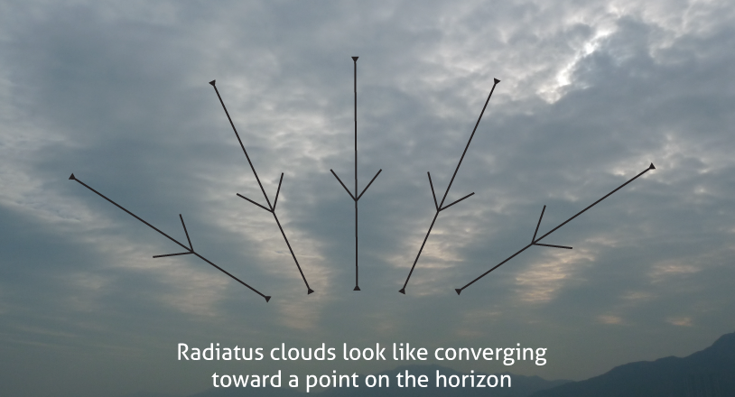 Schematics Diagram of Radiatus