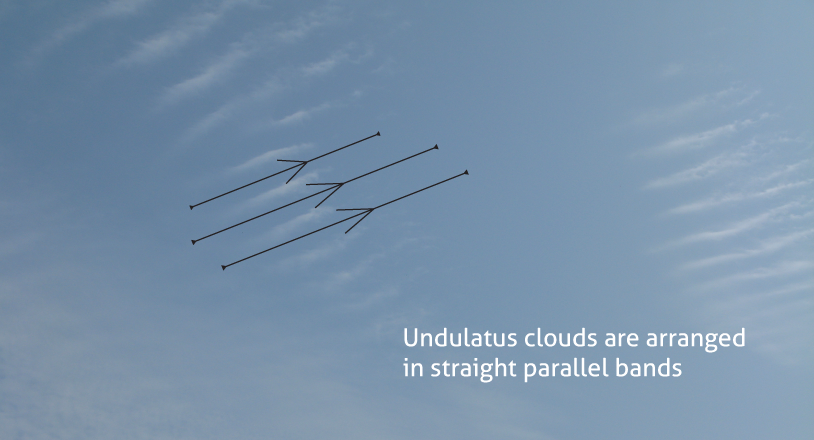 Schematics Diagram of Undulatus